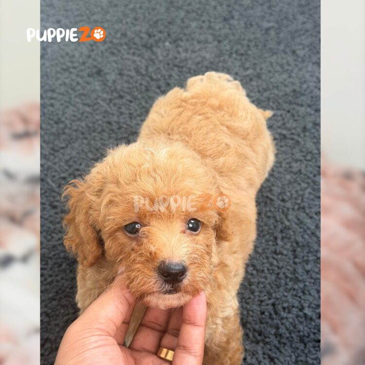poodle-puppies-for-sale
