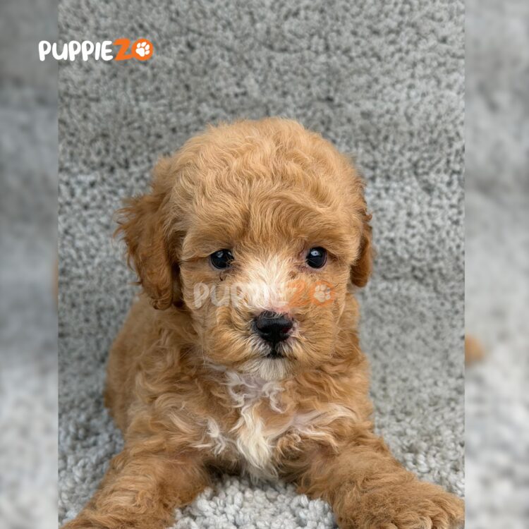 poodle-puppies-for-sale