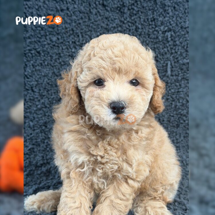 poodle-puppies-for-sale