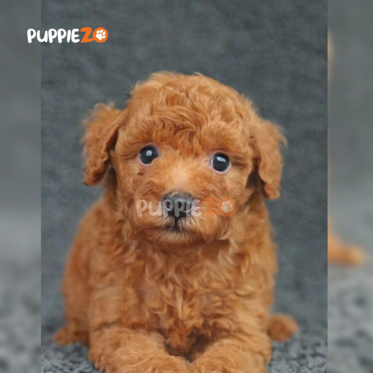 poodle-puppies-for-sale