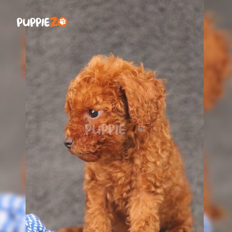 poodle-puppies-for-sale