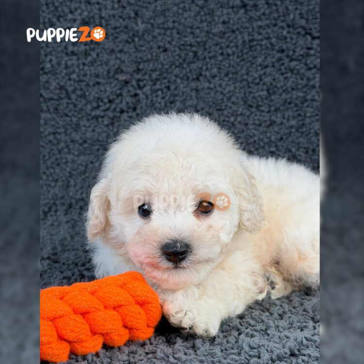 bichon-puppies-for-sale