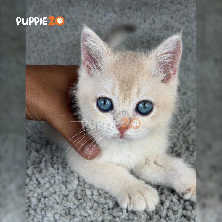 british-shorthair-cat-for-sale