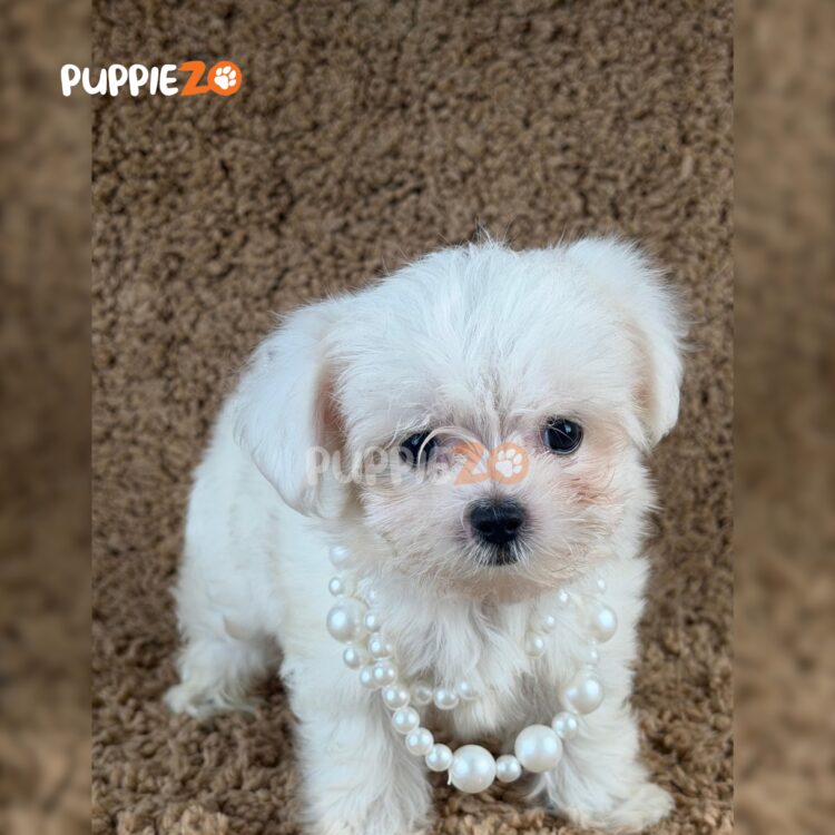 maltese-puppies-for-sale