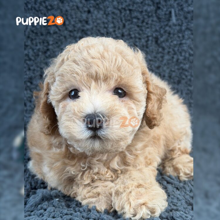 poodle-puppies-for-sale