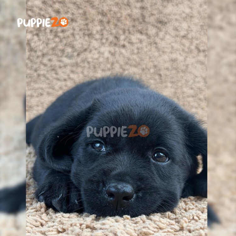 labrador-puppies-for-sale