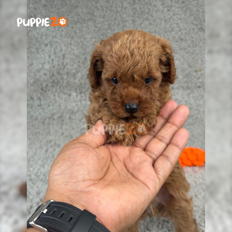toy-poodle-puppies-for-sale