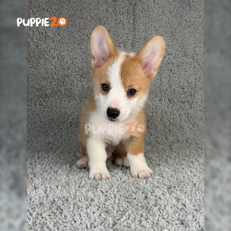 corgi-puppies-for-sale