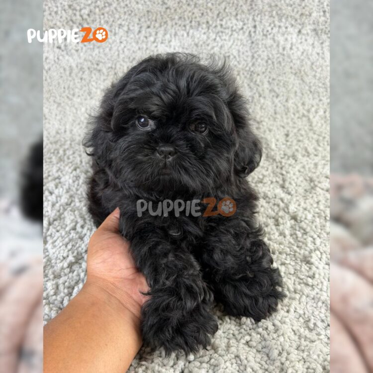 shih-tzu-puppies-for-sale