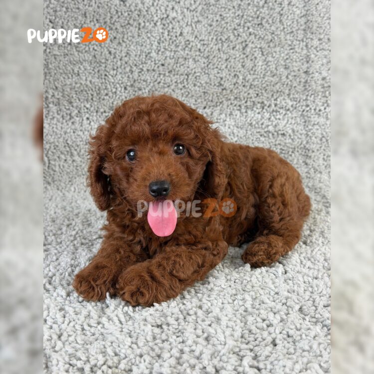 poodle-puppies-for-sale