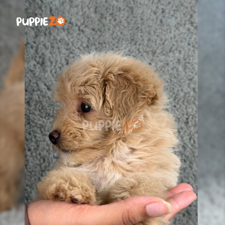 goldendoodle-puppies-for-sale