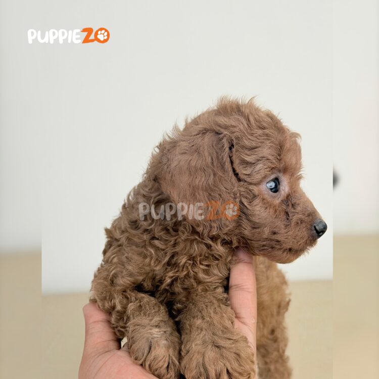 cavapoo-puppies-for-sale