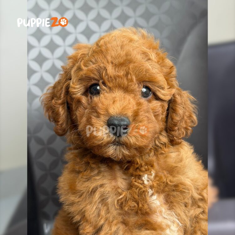 cavapoo-puppies-for-sale