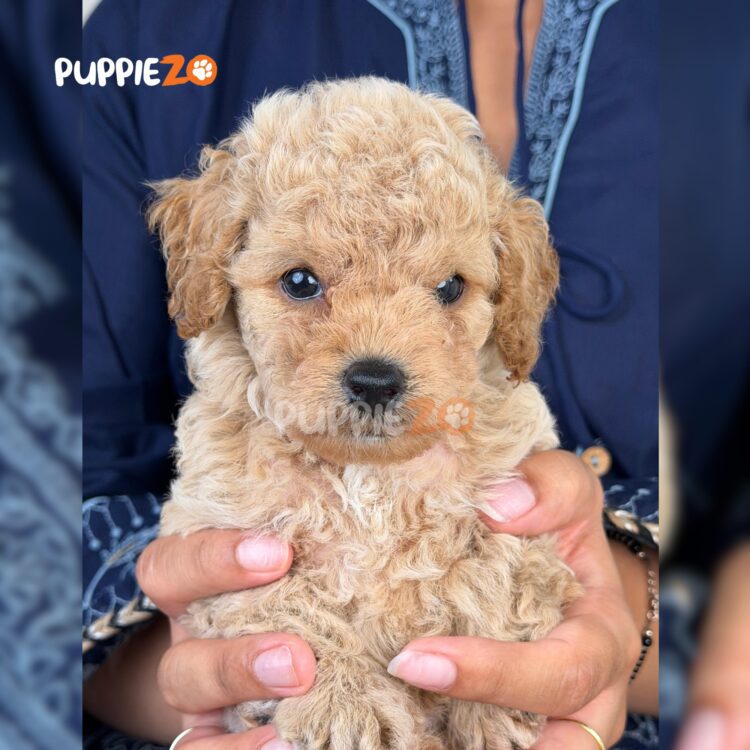 maltipoo-puppies-for-sale