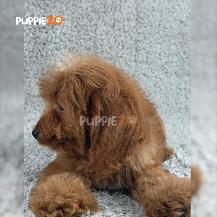 cavapoo-puppies-for-sale