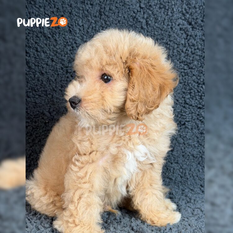 goldendoodle-puppies-for-sale