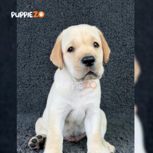 labrador-puppies-for-sale