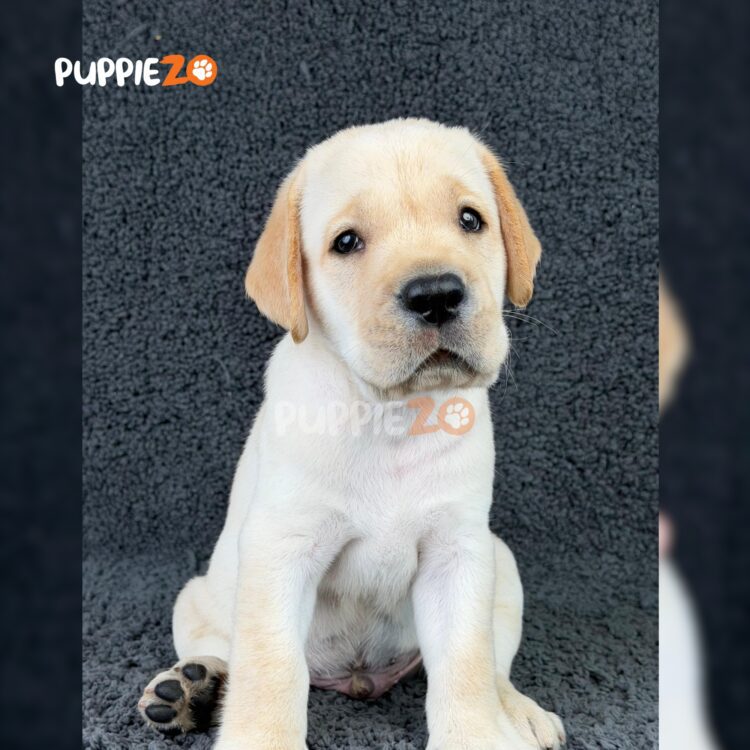 labrador-puppies-for-sale
