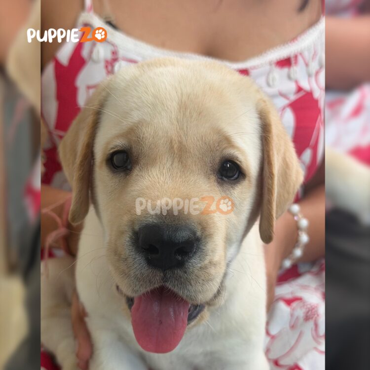 labrador-puppies-for-sale