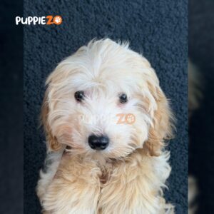 goldendoodle-puppies-for-sale
