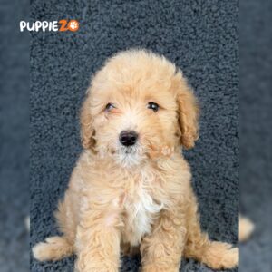 golden-doodle-puppies-for-sale