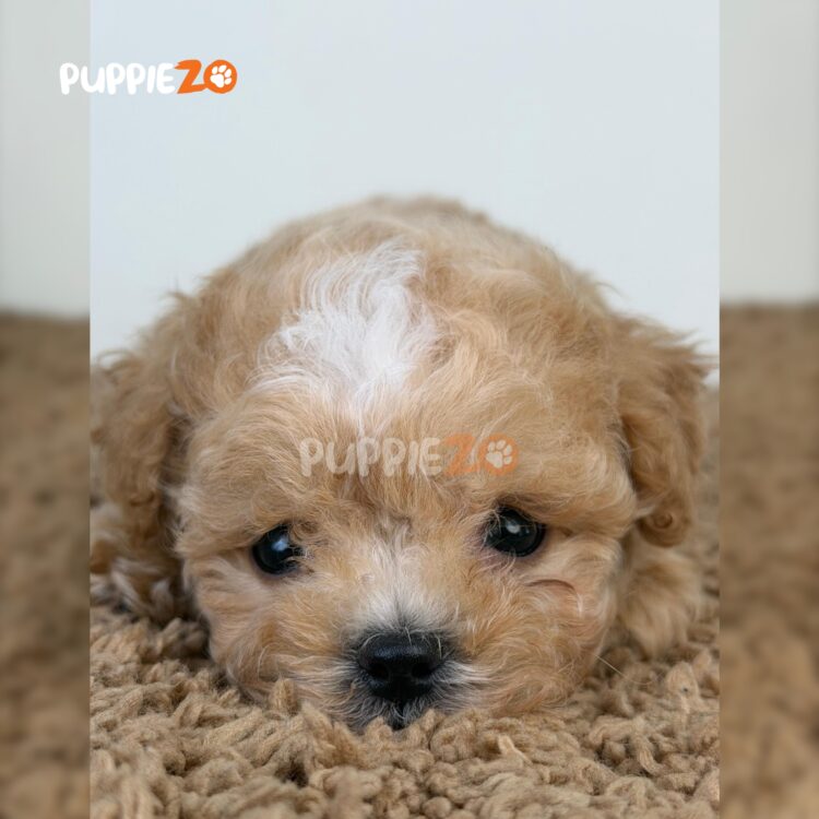 maltipoo-puppies-for-sale