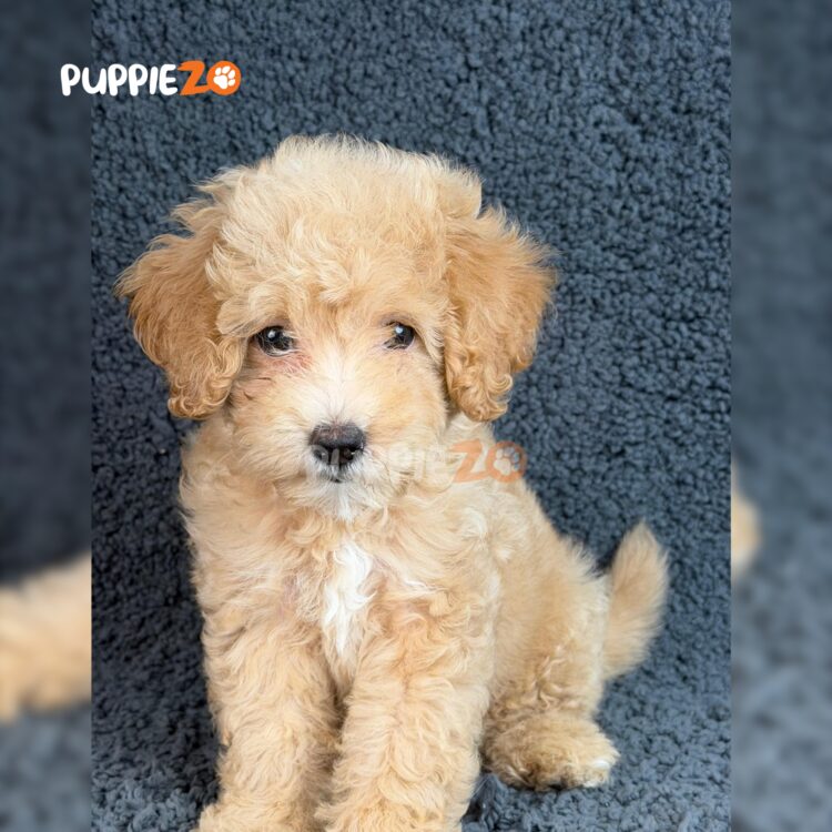 goldendoodle-puppies-for-sale