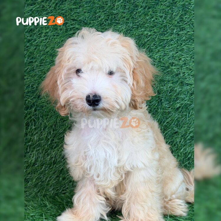 goldendoodle-puppies-for-sale