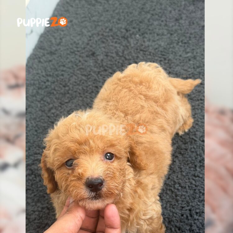 poodle-puppies-for-sale