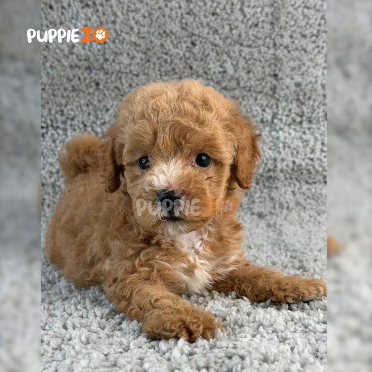 poodle-puppies-for-sale