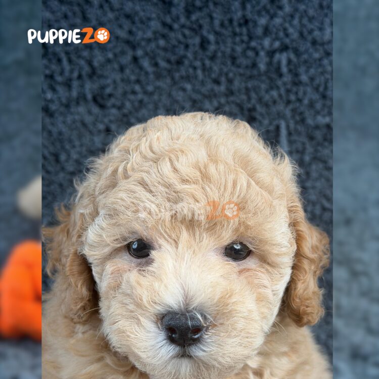poodle-puppies-for-sale