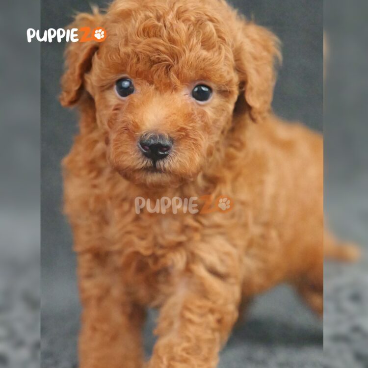 poodle-puppies-for-sale