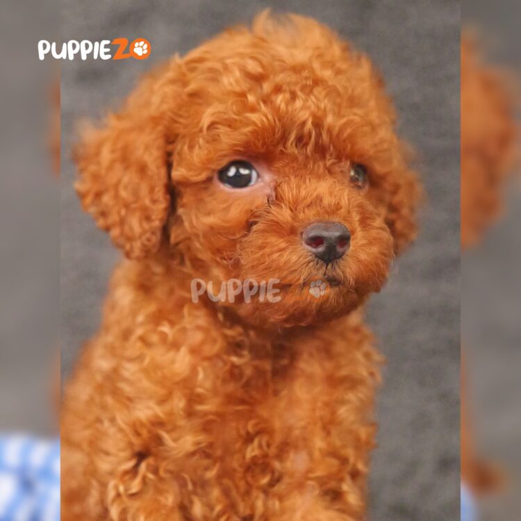 poodle-puppies-for-sale