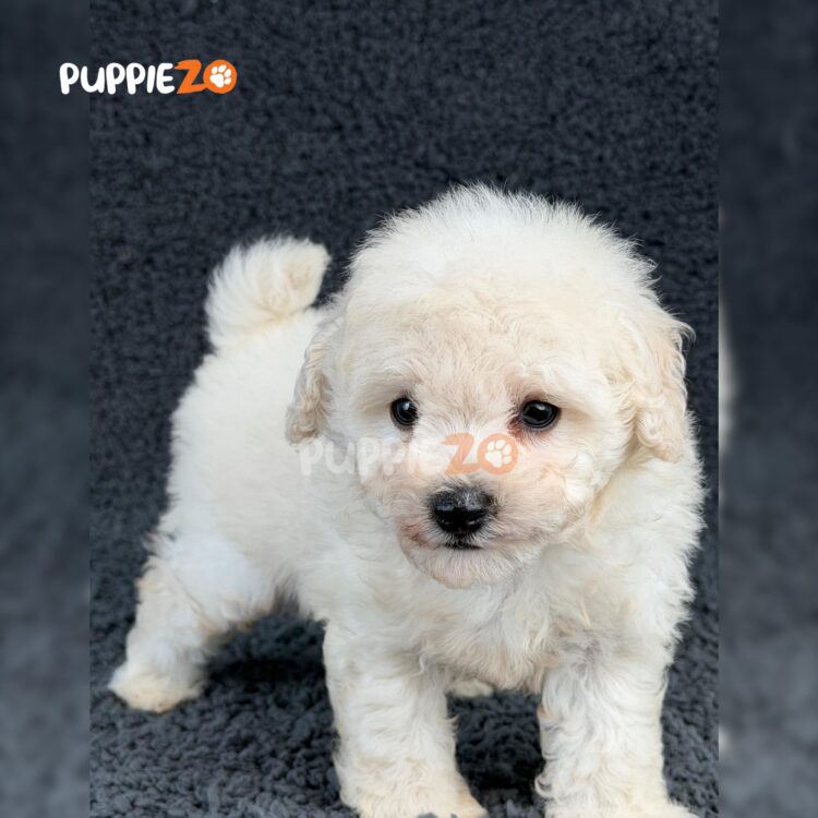 bichon-puppies-for-sale