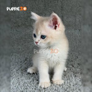 british-shorthair-cat-for-sale