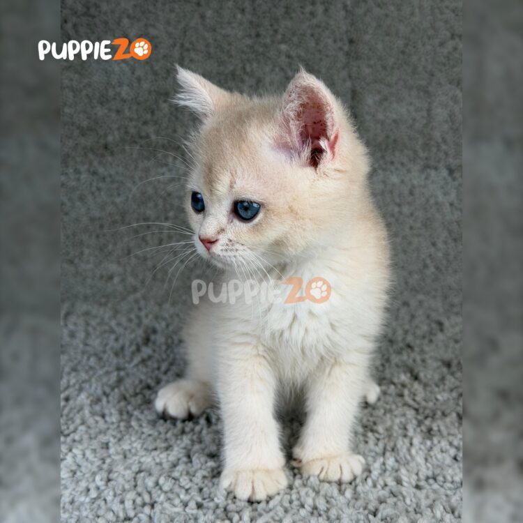 british-shorthair-cat-for-sale