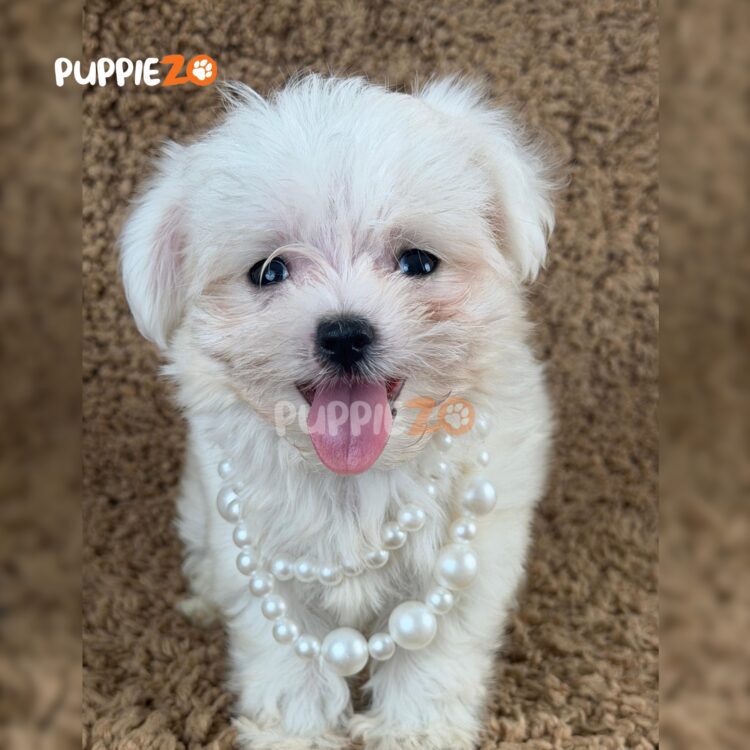 maltese-puppies-for-sale