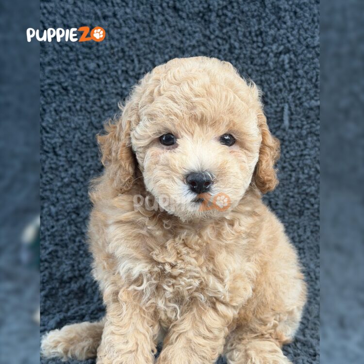 poodle-puppies-for-sale