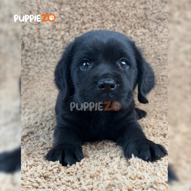 labrador-puppies-for-sale