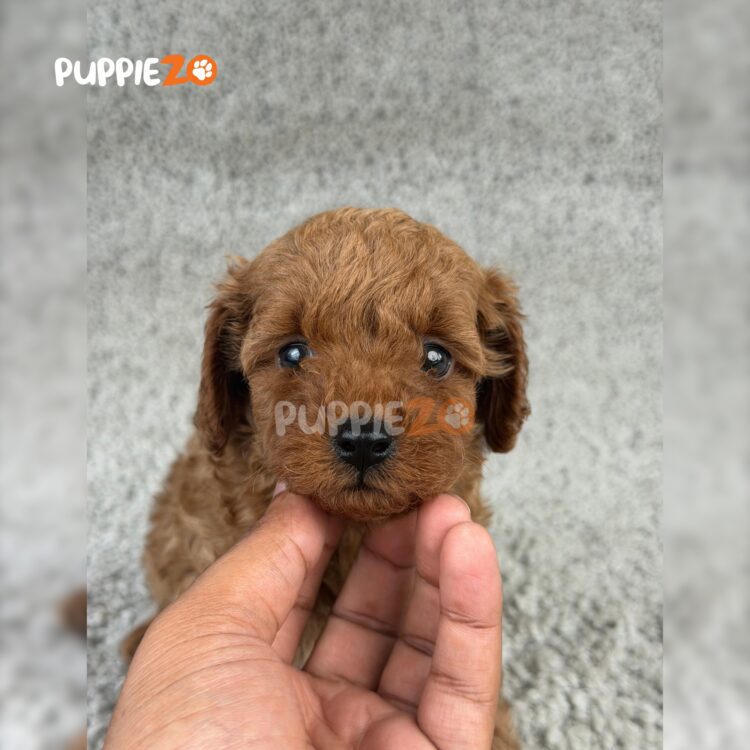 toy-poodle-puppies-for-sale