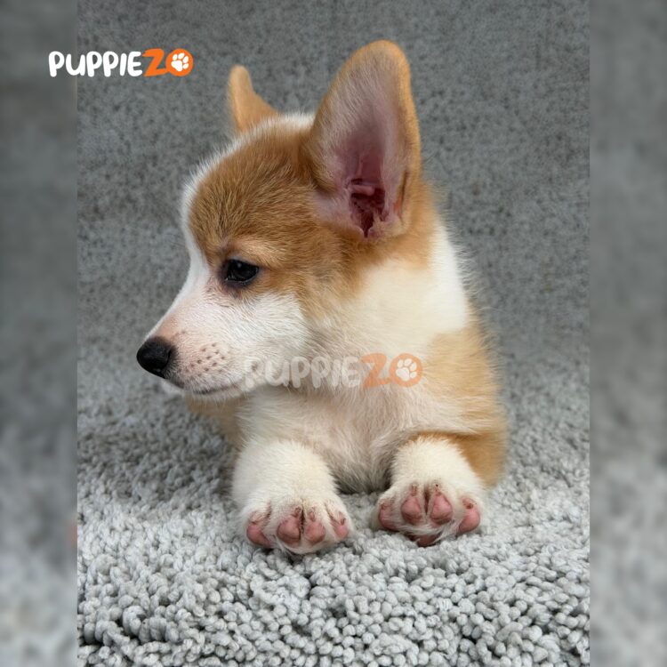 corgi-puppies-for-sale