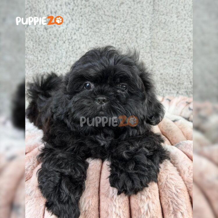 shih-tzu-puppies-for-sale