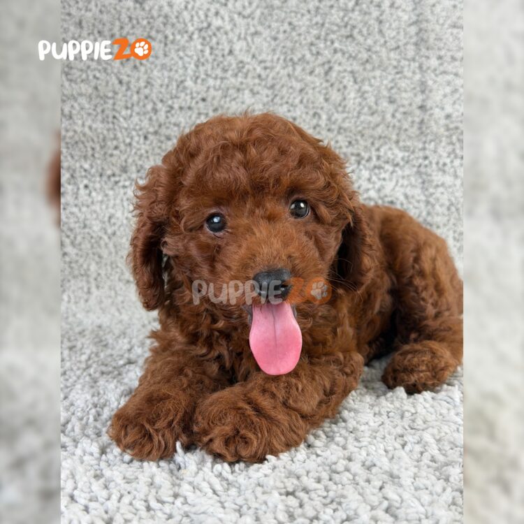 poodle-puppies-for-sale