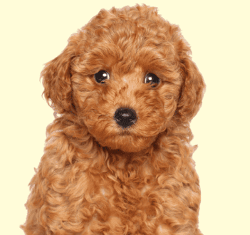 Poodle