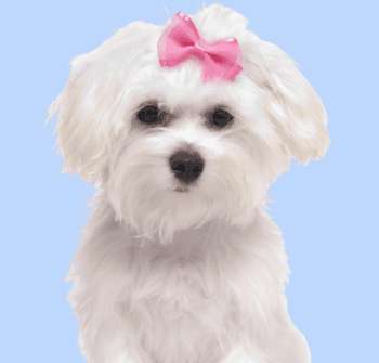Maltese