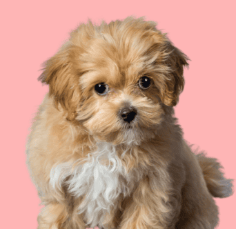 Maltipoo