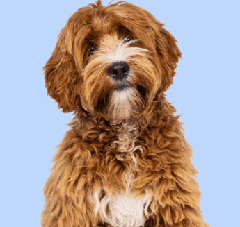 Goldendoodle