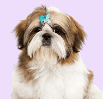 Shih Tzu
