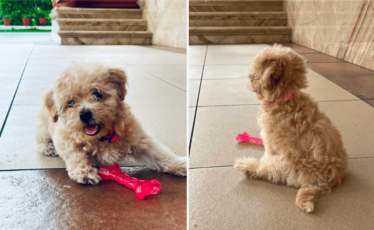 Vinayak pet review