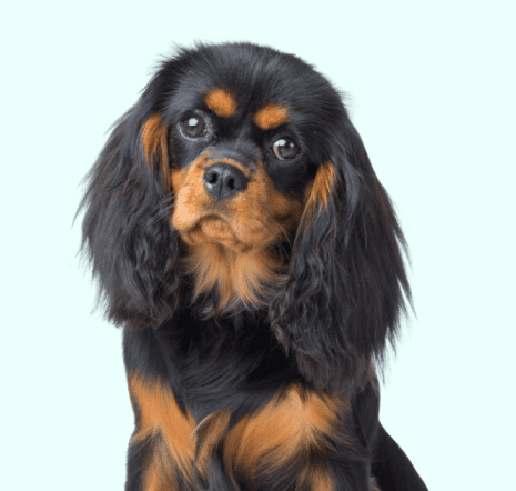 King Charles
